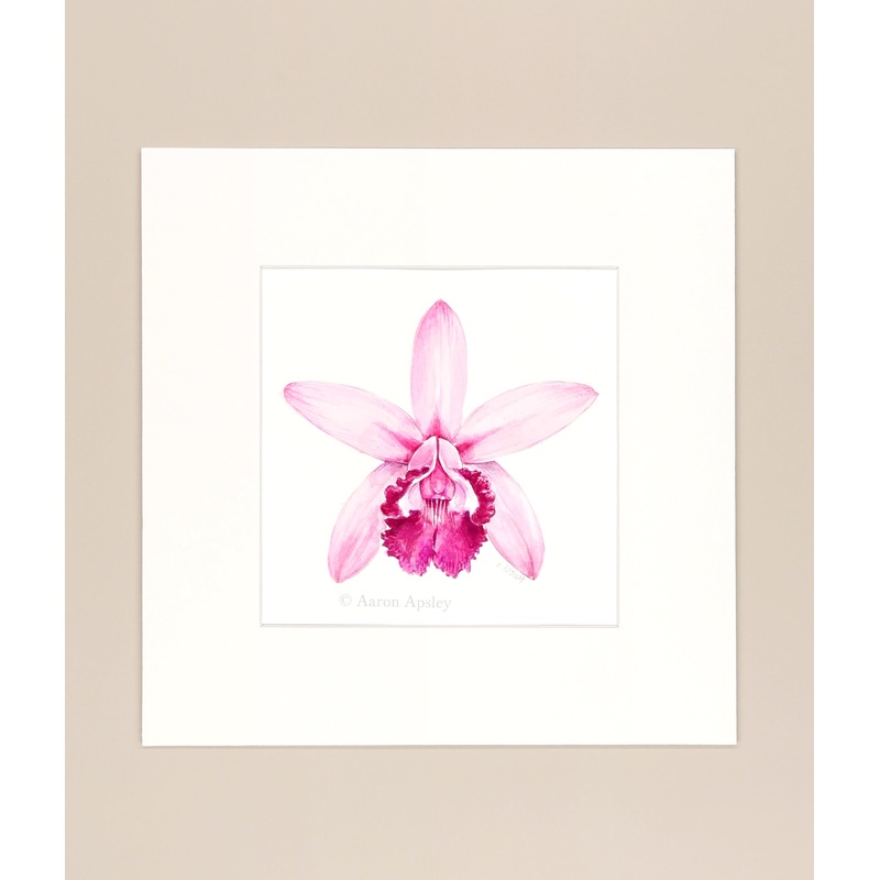 Cattleya intermedia – Original Watercolor