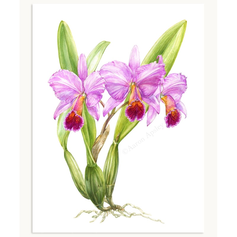Cattleya percivaliana Print|8″x10″|11″x14″|12″x16″
