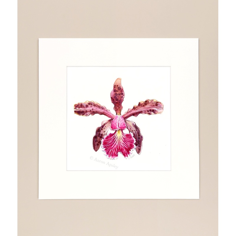Cattleya schilleriana – Original Watercolor