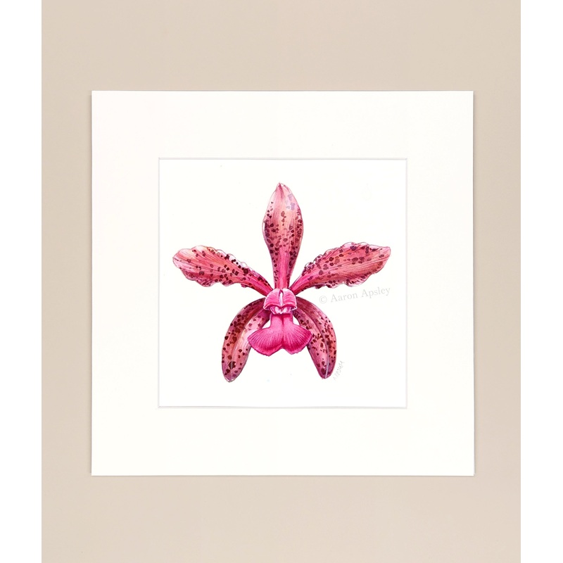 Cattleya tigrina – Original Watercolor
