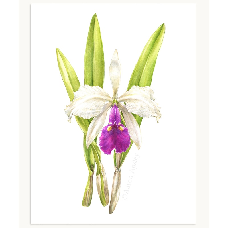 Cattleya warscewiczii Print|8″x10″|11″x14″|12″x16″