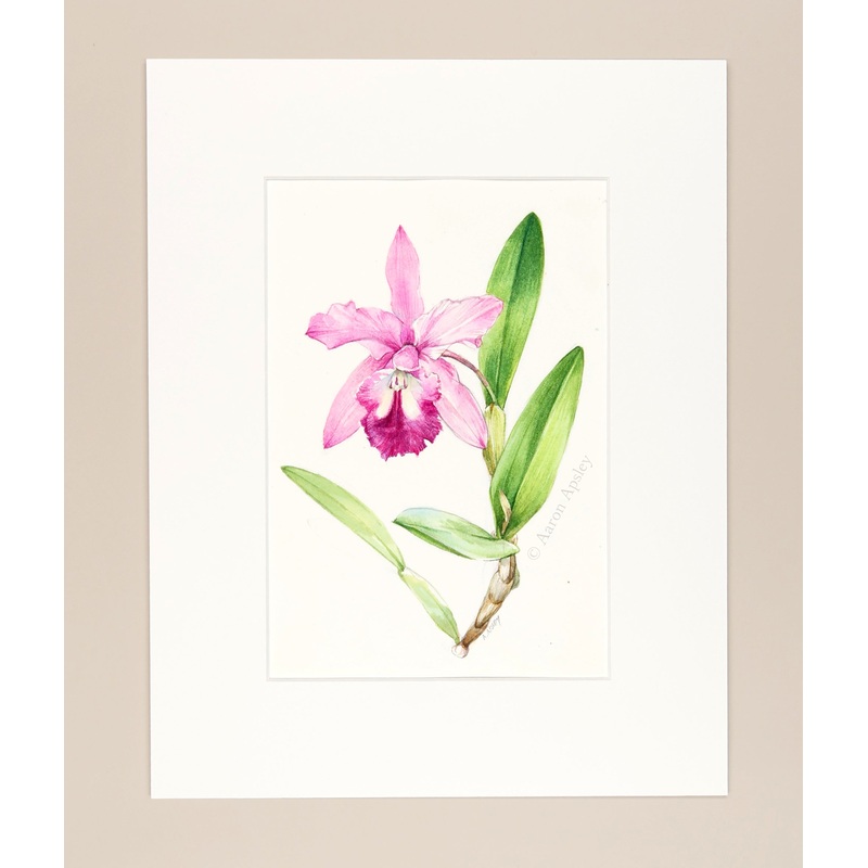 Cattlianthe Lily Genovese – Original Watercolor