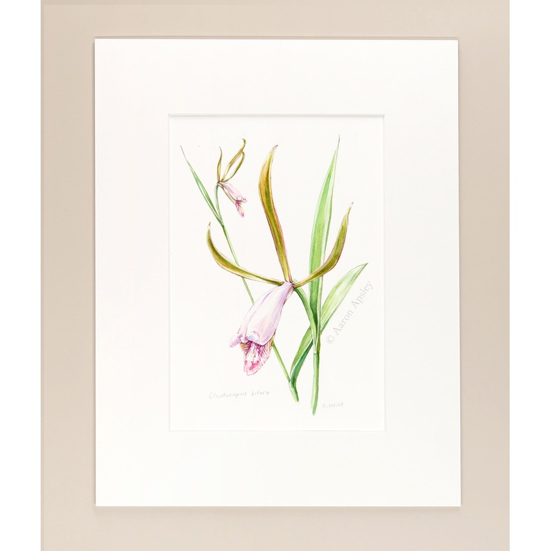 Cleistesiopsis bifaria – Original Watercolor