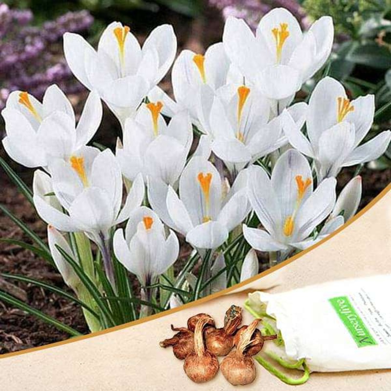 Crocus Jeanne D Arc (White) – Bulbs