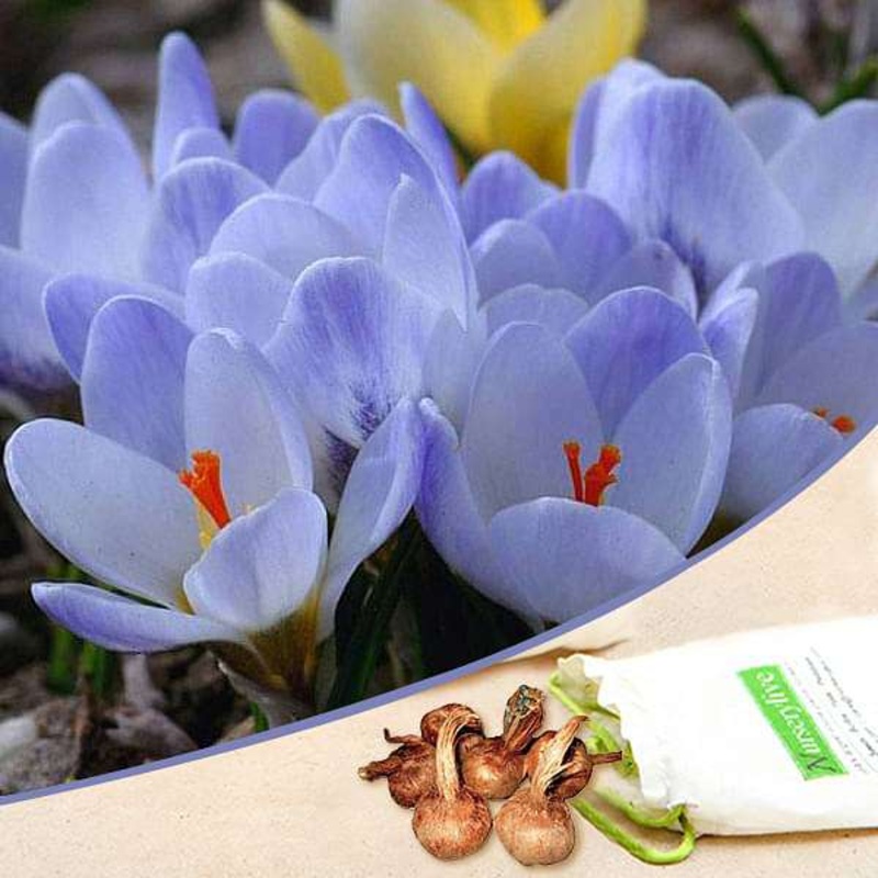 Crocus Van Guard (Blue) – Bulbs (set of 5)