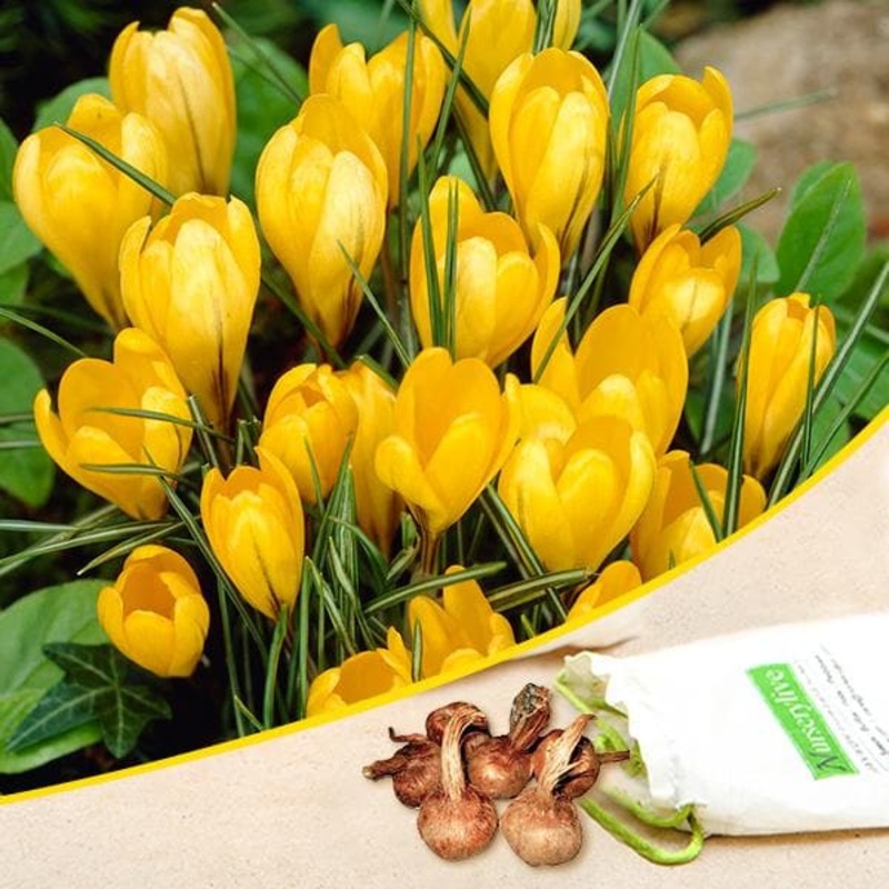 Crocus (Yellow) – Bulbs (set of 5)