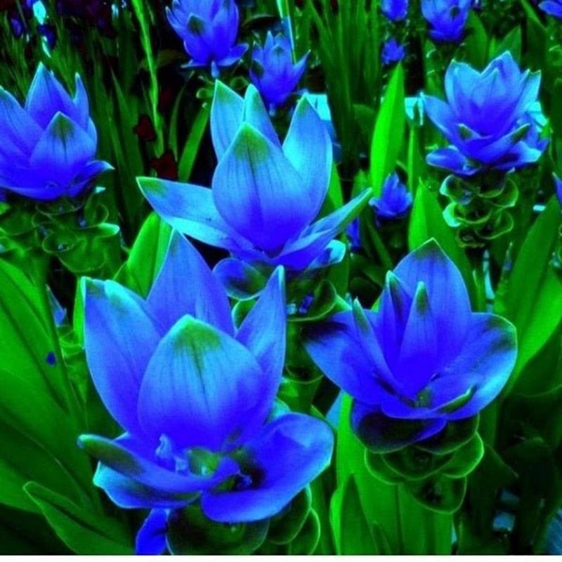 Curcuma (Blue) – Bulbs (set of 5)