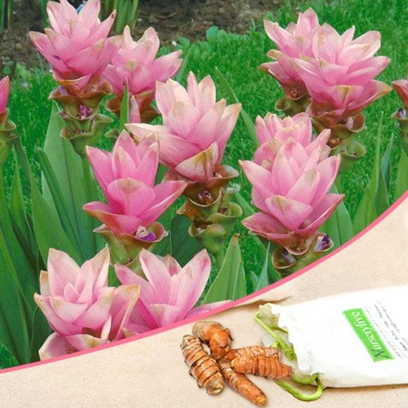 Curcuma (Pink) – Bulbs (set of 5)