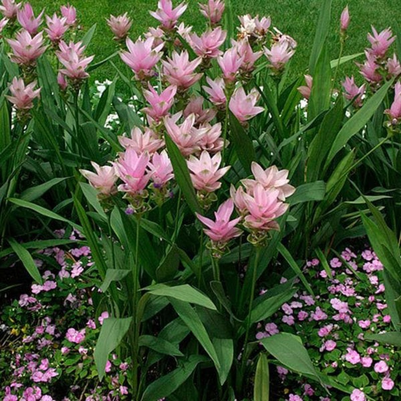 Curcuma (Random color) – Bulbs (set of 5)