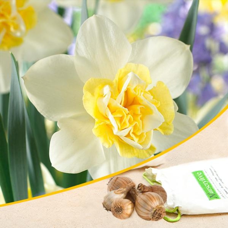 Daffodil Blues Popeye (White) – Bulbs (set of 5)
