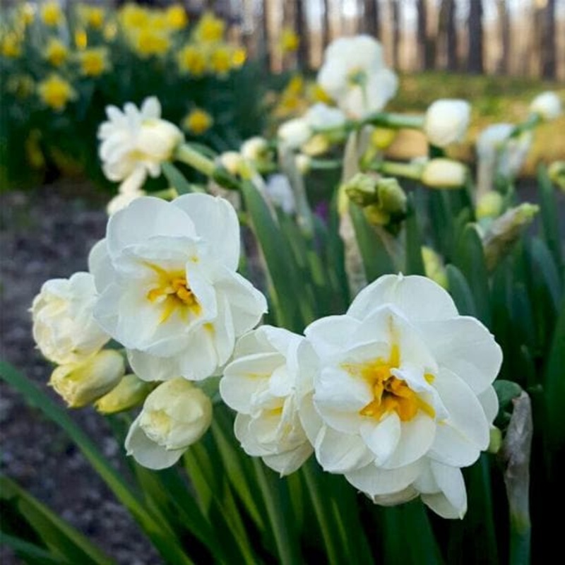 Daffodil Cheerfulness (White) – Bulbs (set of 5)