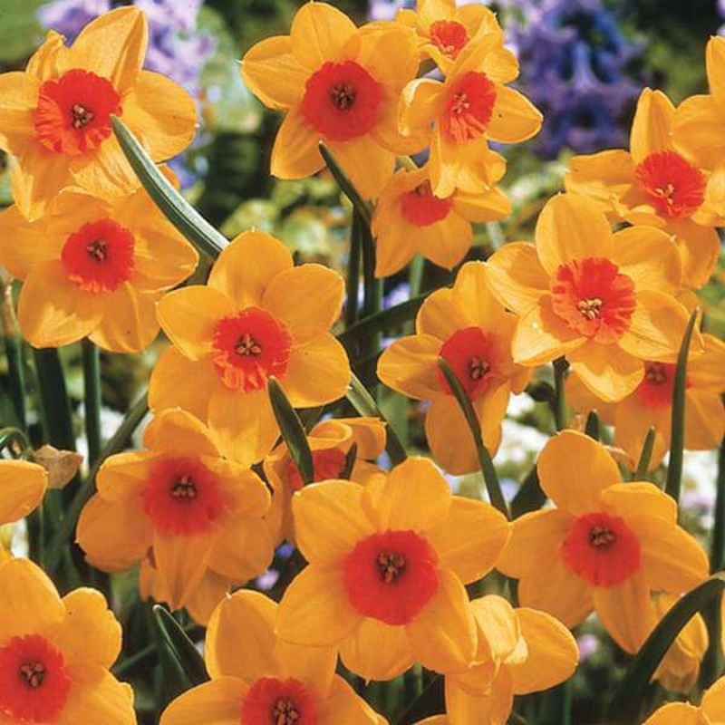 Daffodil (Orange) – Bulbs (set of 5)