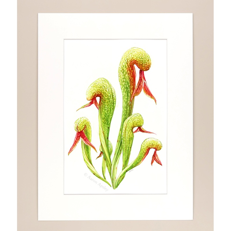 Darlingtonia californica – Original Watercolor