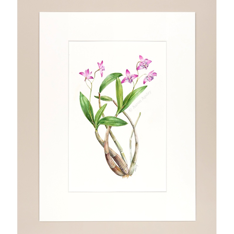 Dendrobium kingianum – Original Watercolor