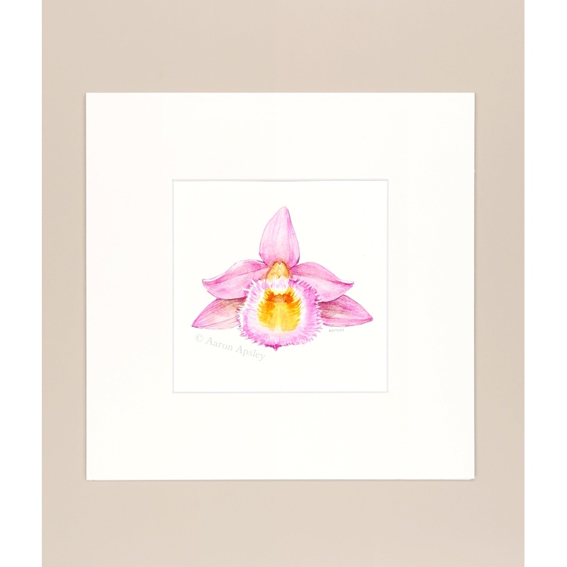Dendrobium loddigesii – Original Watercolor