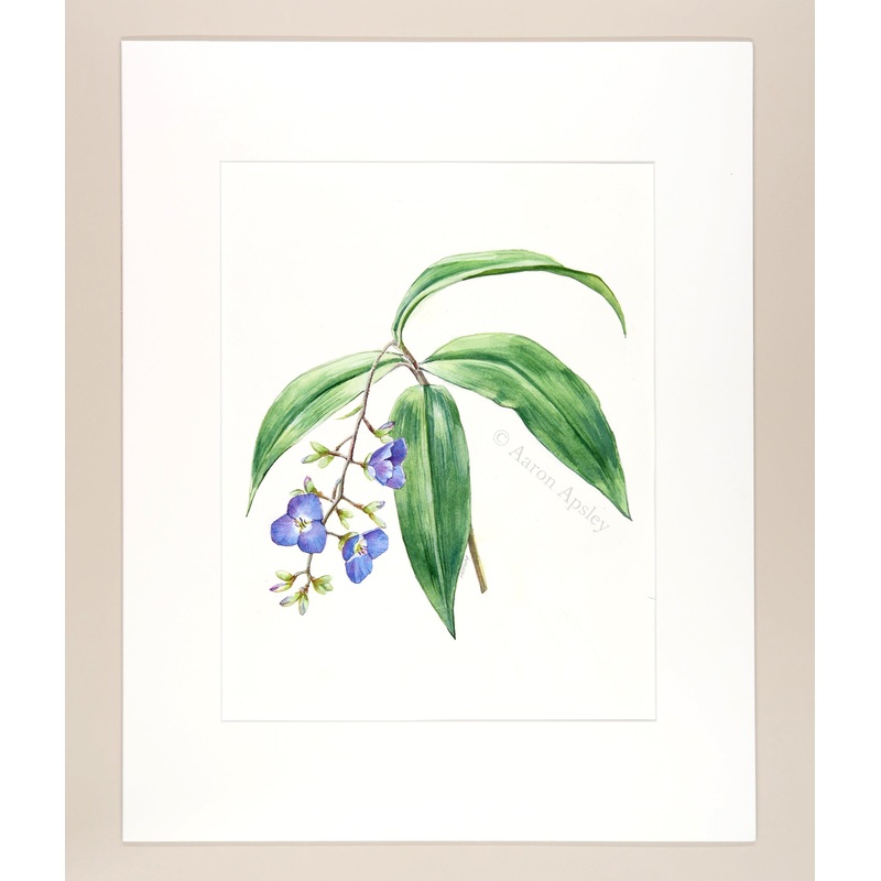 Dichorisandra pendula – Original Watercolor