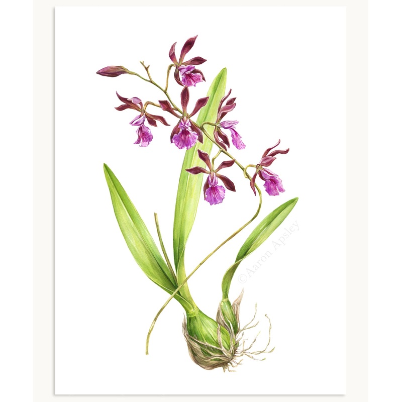 Encyclia hybrid Print|8″x10″|11″x14″|12″x16″