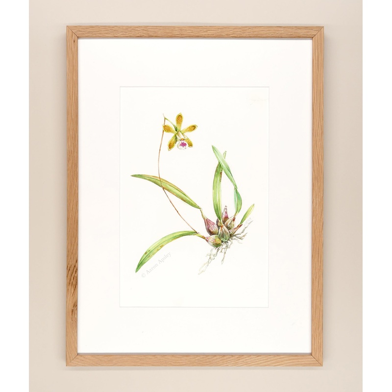 Encyclia tampensis – Framed Original Watercolor