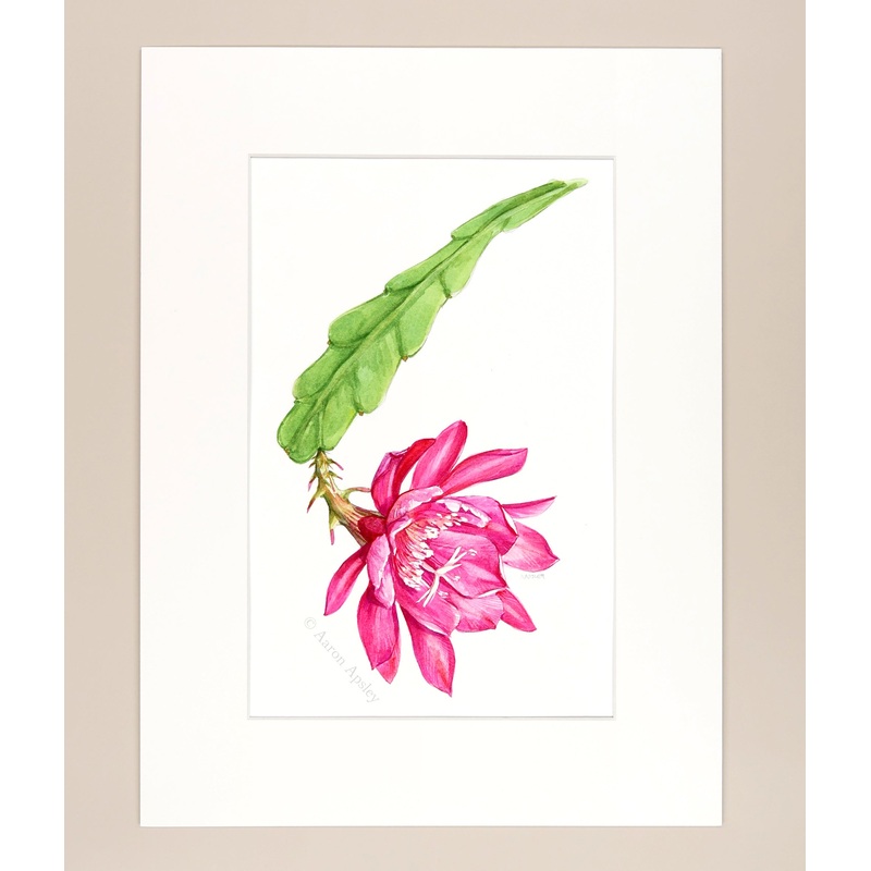Epiphyllum – Original Watercolor