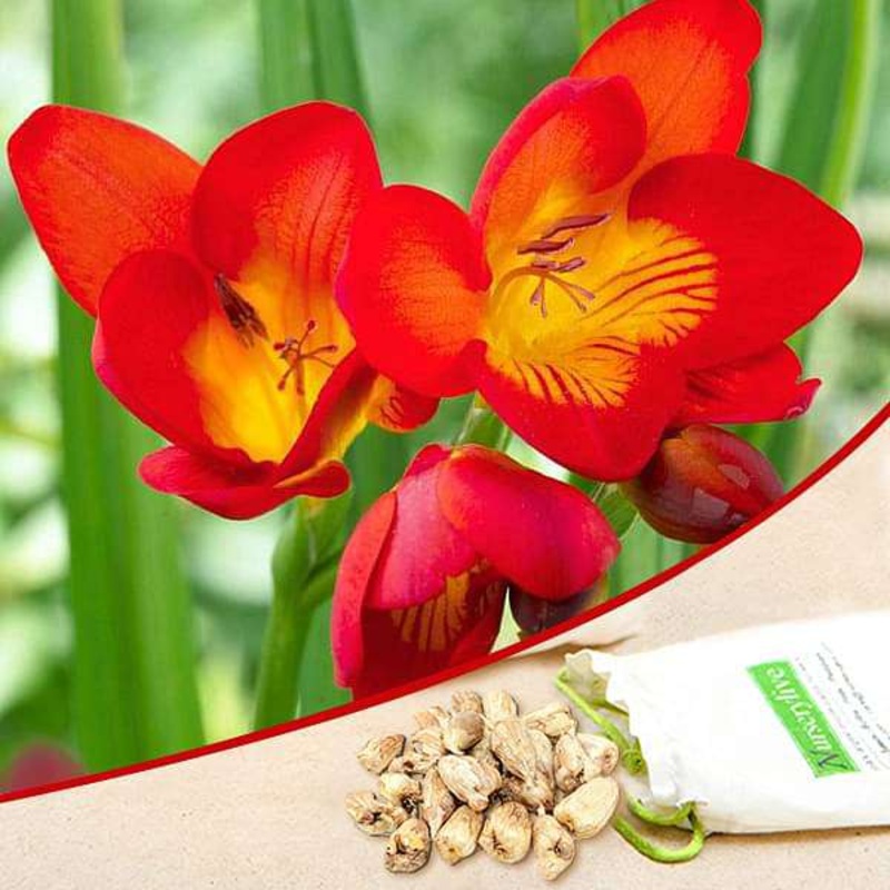 Freesia (Red) – Bulbs|Set of 3|Set of 5