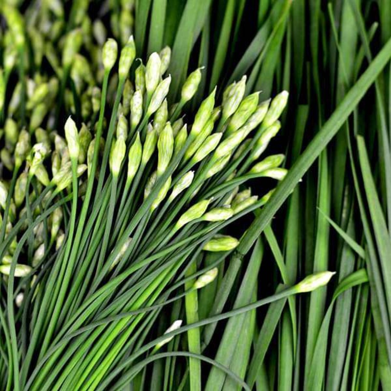 Garlic Chives – Herb Seeds