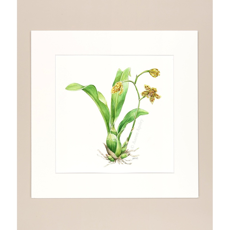 Grammatophyllum scriptum – Original Watercolor