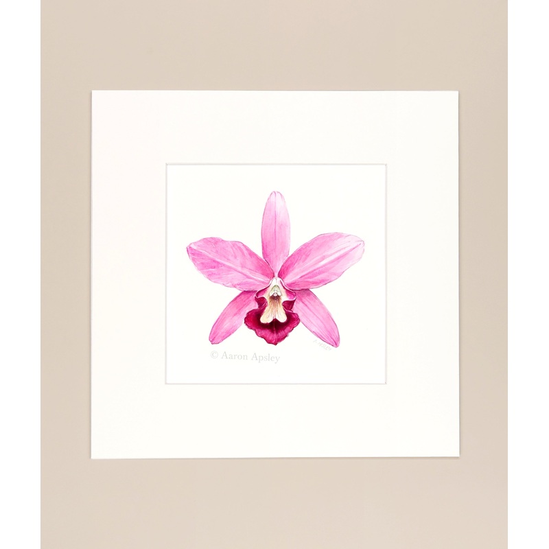 Guarianthe bowringiana – Original Watercolor