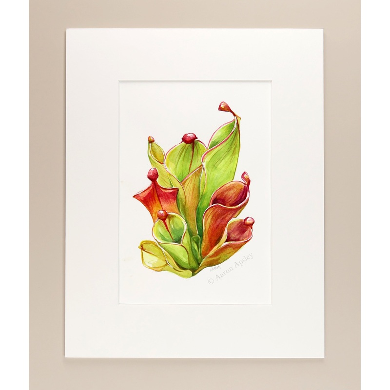 Heliamphora – Original Watercolor