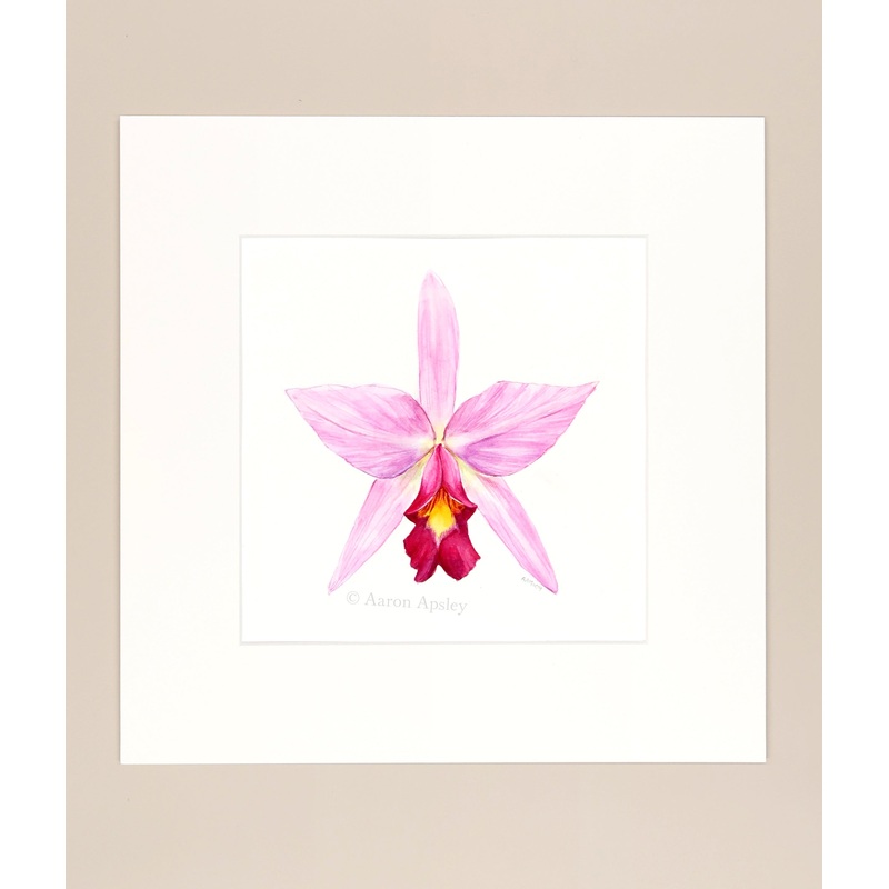 Laelia anceps – Original Watercolor