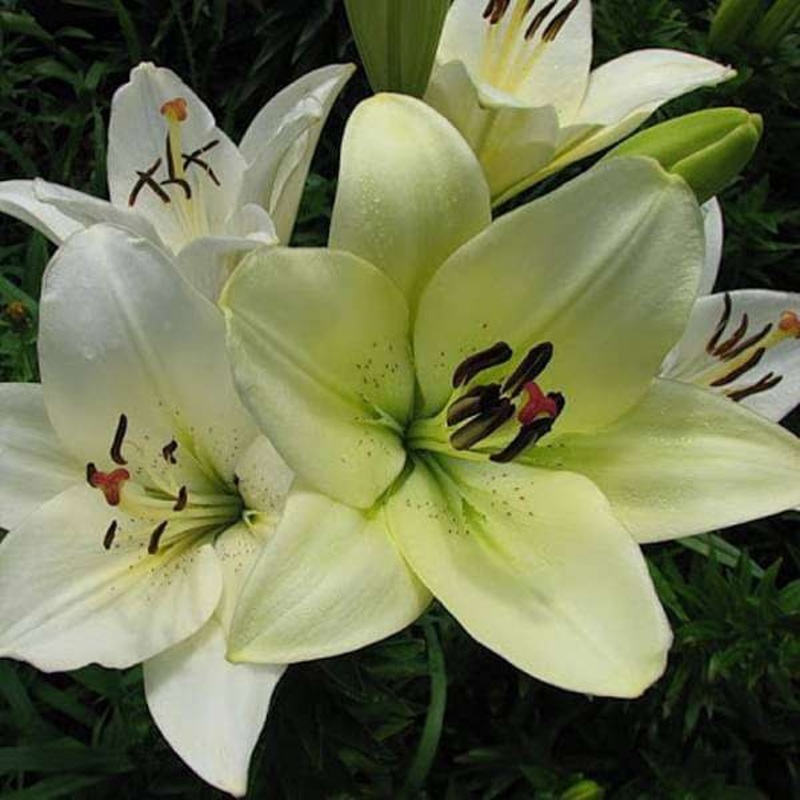 Lilium LA Hybrid Ercolano (Cream white) Bulbs (Set of 5)