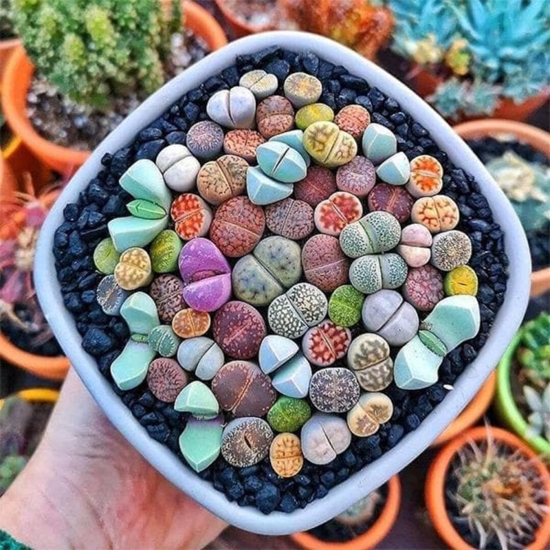 Lithops, pebble plants, living stones ( Succlent ) – 10 Seeds
