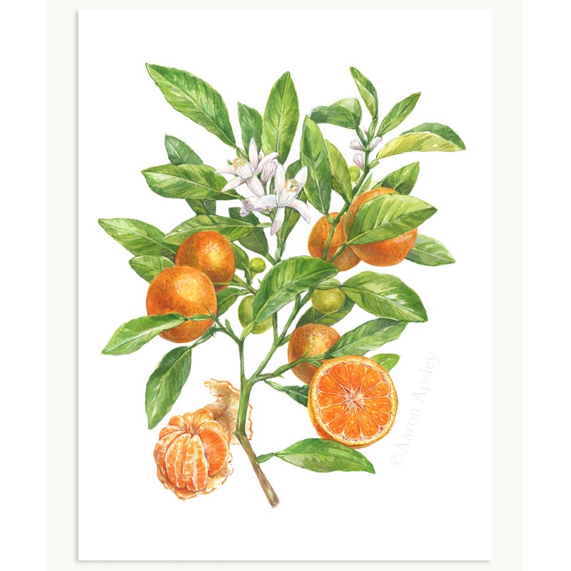 Mandarin Orange Print|8″x10″|11″x14″|12″x16″