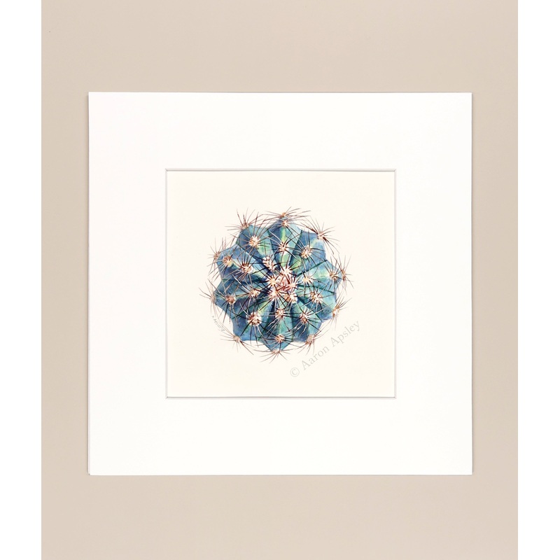 Melocactus azureus – Original Watercolor