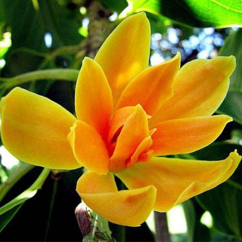 Michelia Champaca, Son Champa – 0.5 kg Seeds