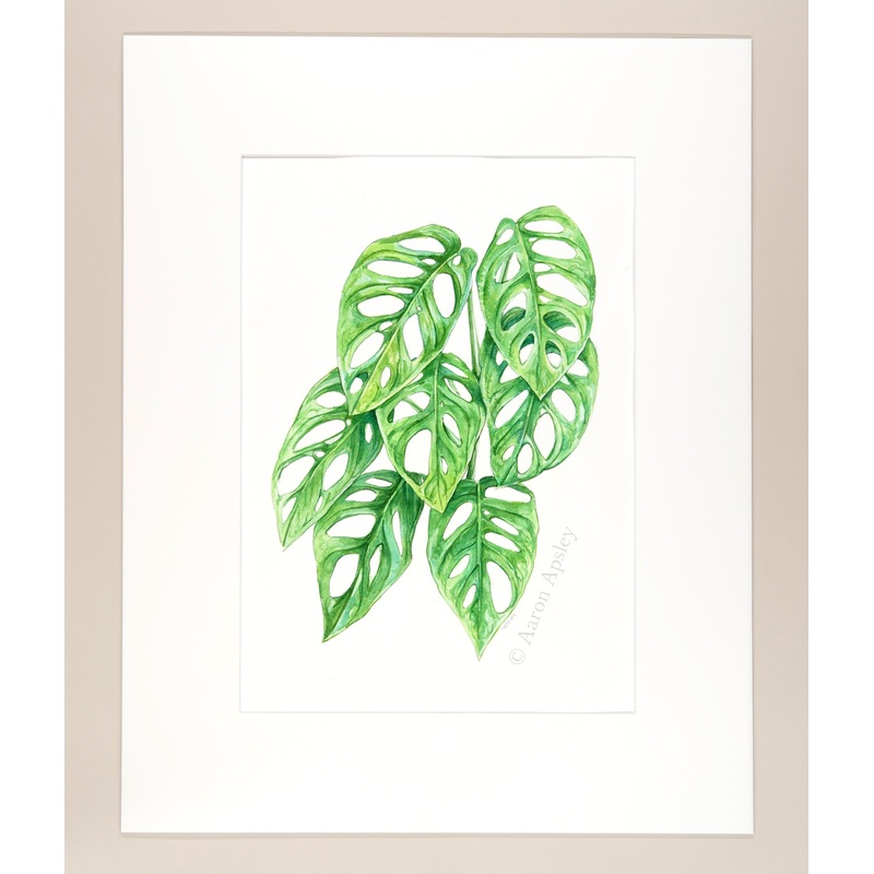 Monstera sp. aff. lechleriana – Original Watercolor