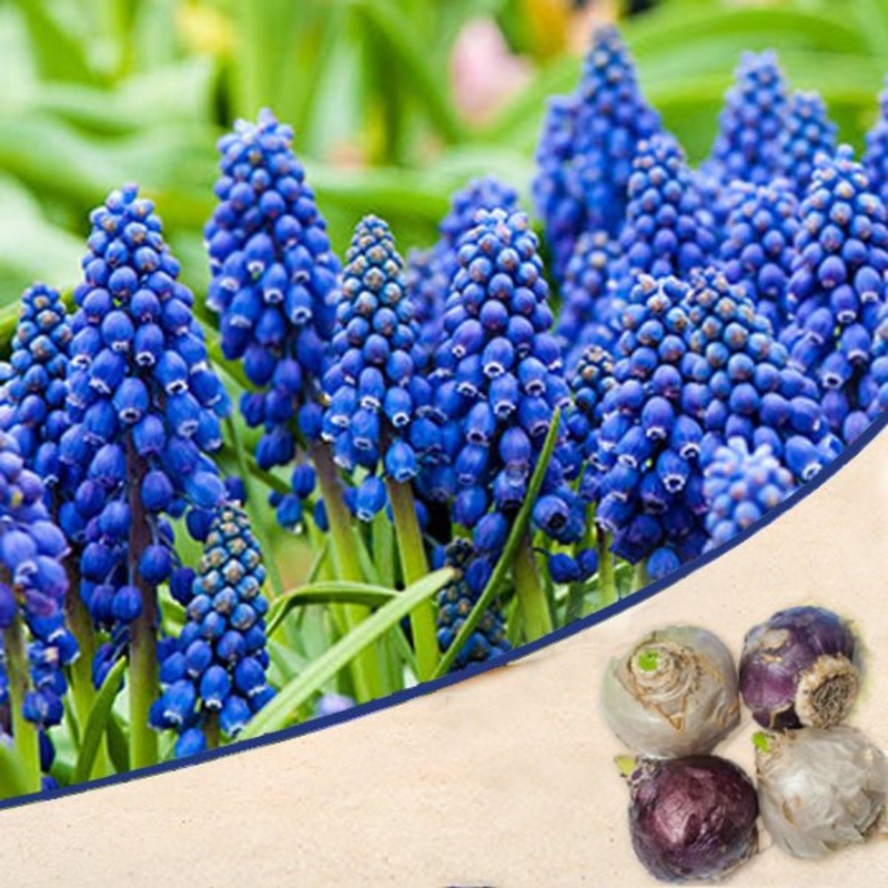 Muscari, Grape Hyacinth Armeniacum (Blue) – Bulbs