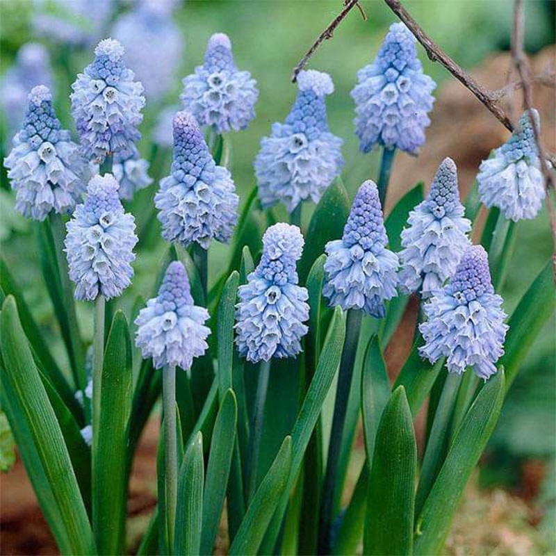 Muscari, Grape Hyacinth Azureum (Blue) – Bulbs (set of 5)
