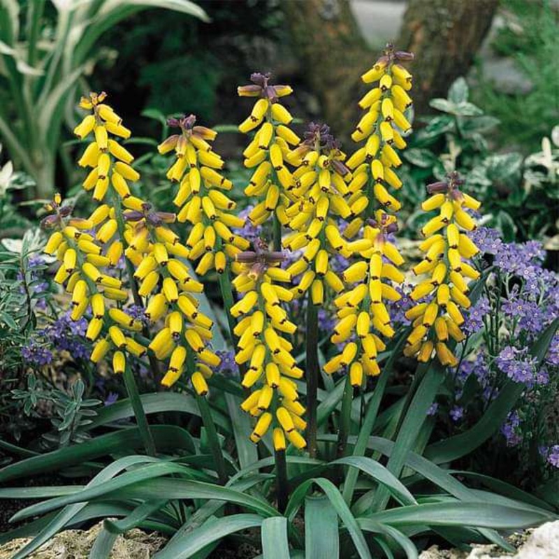 Muscari, Grape Hyacinth (Yellow) – Bulbs (set of 5)