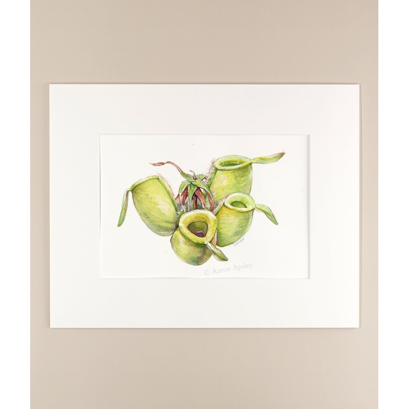 Nepenthes ampullaria  – Original Watercolor