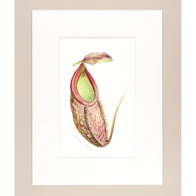 Nepenthes sp. – Original Watercolor