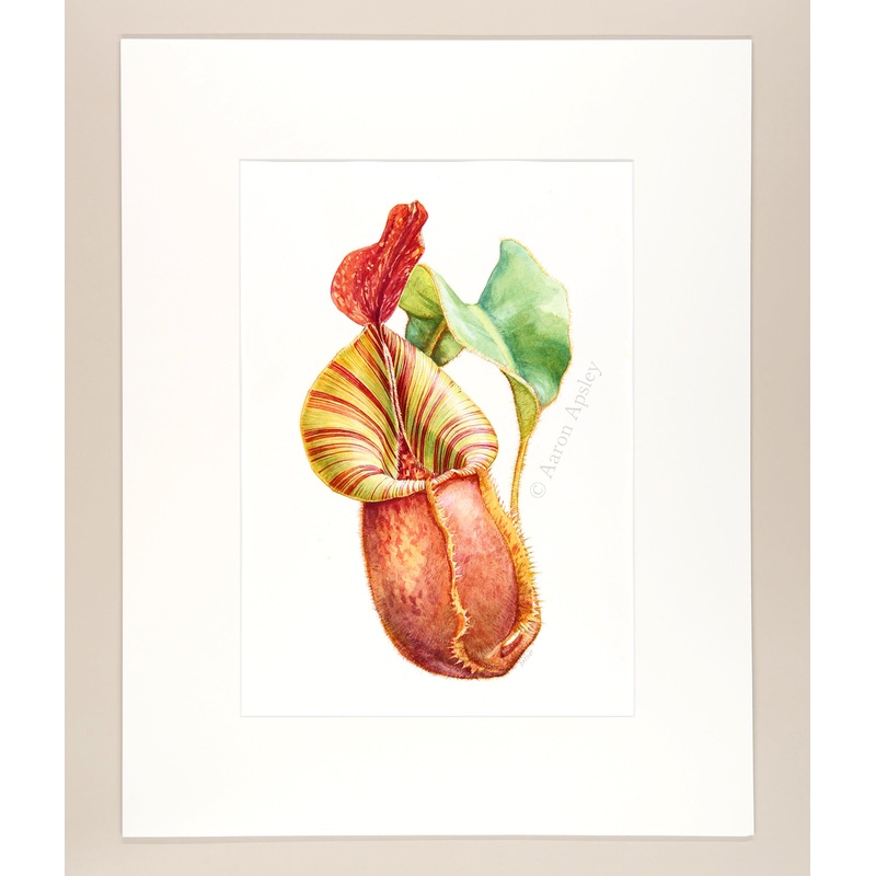 Nepenthes veitchii – Original Watercolor