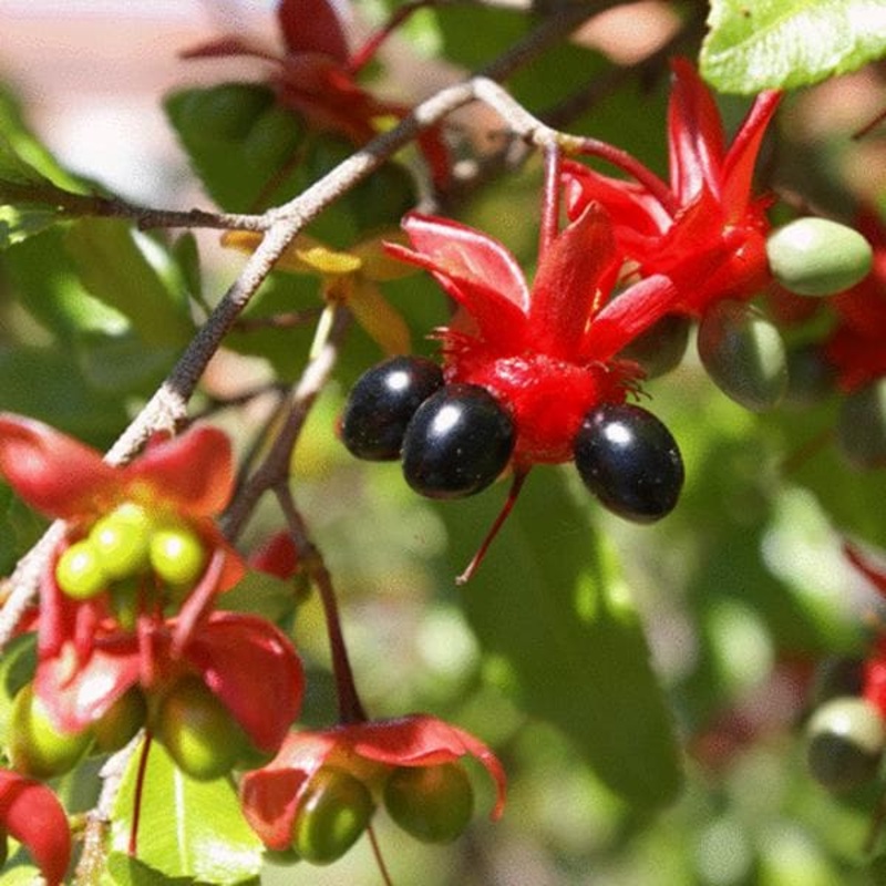 Ochna, Mickey Mouse Plant