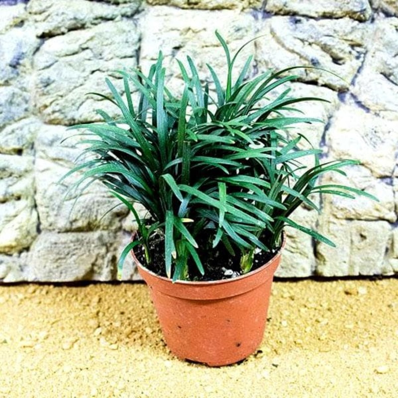 Ophiopogon Jaburan Green, Ophiopogon Green – Plant