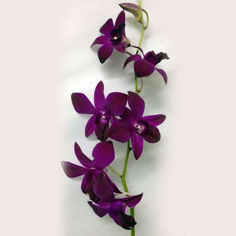 Orchid Plant, Dendrobium Orchid (Any variety, Wine Color) – Plant