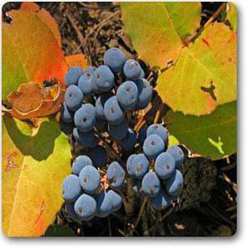 Oregon hollygrape – Plant