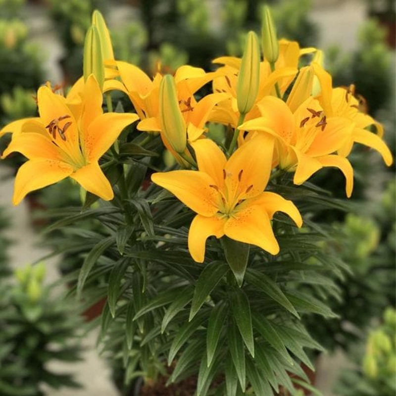Oriental Lily, Serrada Lily (Yellow) – Bulbs (set of 5)
