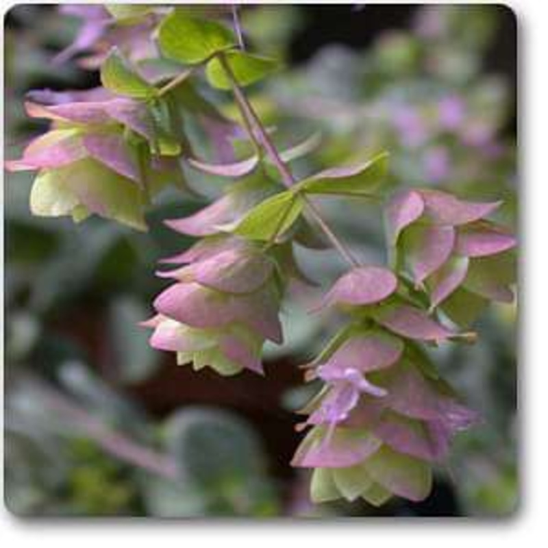 Origanum dictamnus – Plant