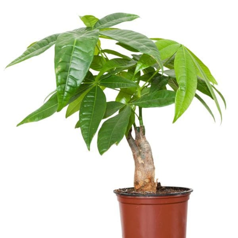 Pachira Double Buds – Plant
