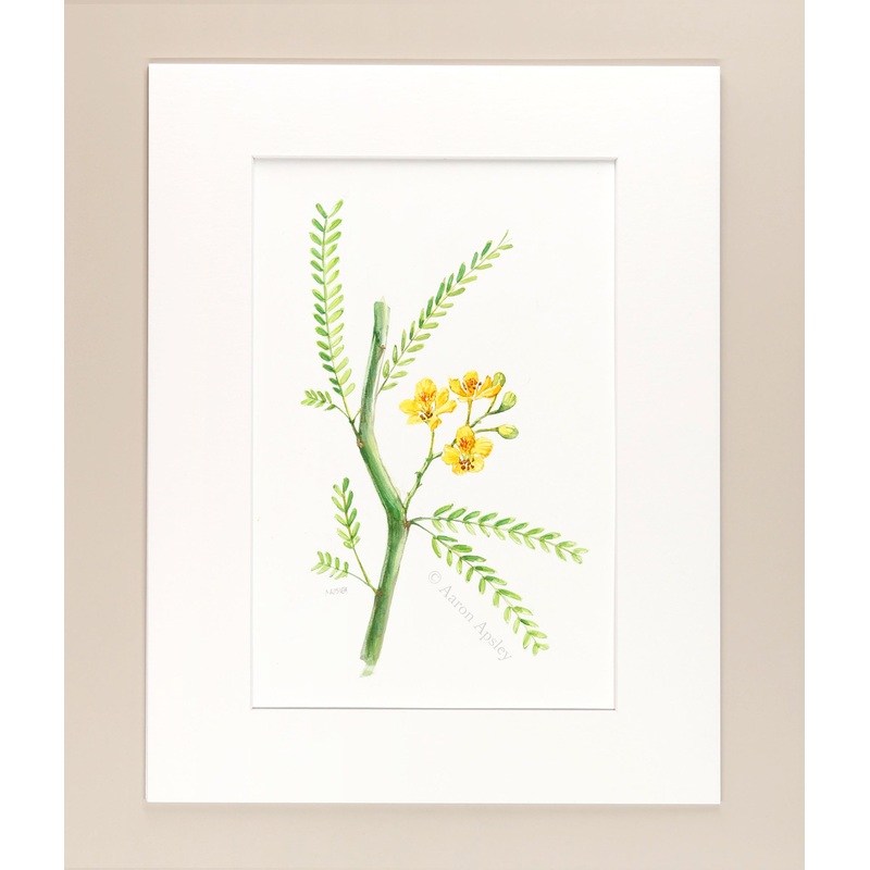 Palo Verde – Original Watercolor