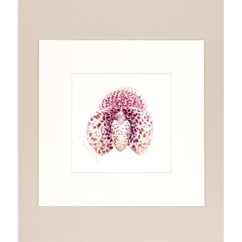 Paphiopedilum bellatulum – Original Watercolor